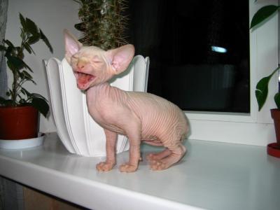 Прикрепленное изображение: белый кот.jpg